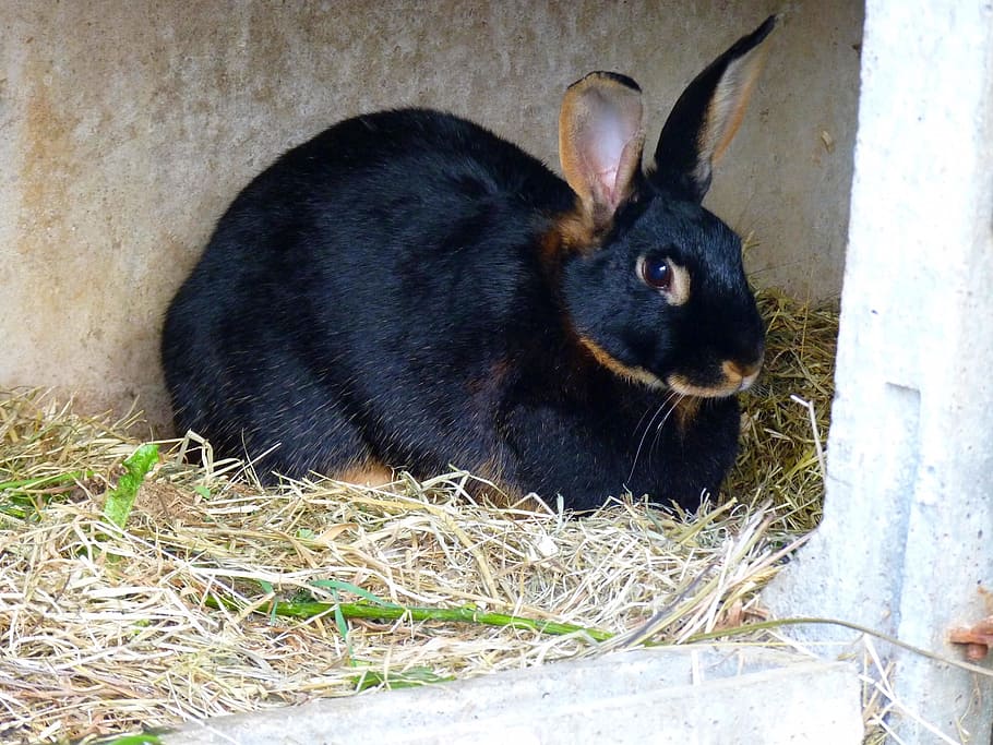 black and brown rabbit laying on grass near wall, domestic rabbit, HD wallpaper