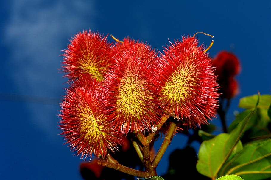urucu, fruit, dye, tree, nature, plant, food, summer, red, flower HD wallpaper