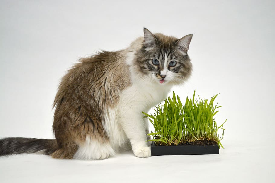 cat, animal, grass, domestic Cat, pets, cute, kitten, mammal HD wallpaper