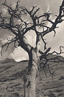 tree, nature, landscape, dry, branch, fire, burnt, forest, california HD wallpaper