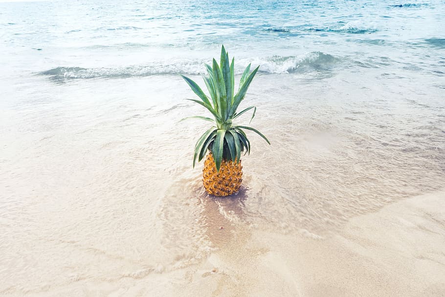 pineapple fruit on beach shore during daytime, pineapple fruit on white sand taken at daytime