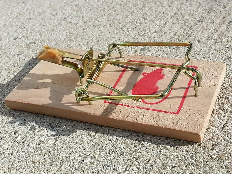 closeup photo of gray and brown mouse trap, lure, bait, danger HD wallpaper