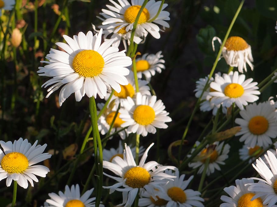 summer, flowers, grass, chamomile, daisy, white flower, summer flowers HD wallpaper