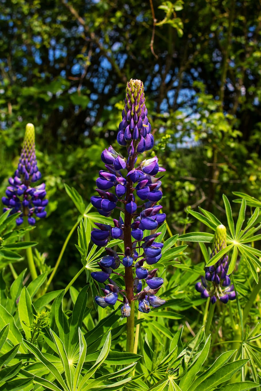nature, plant, summer, leaf, flower, garden, color, bright HD wallpaper