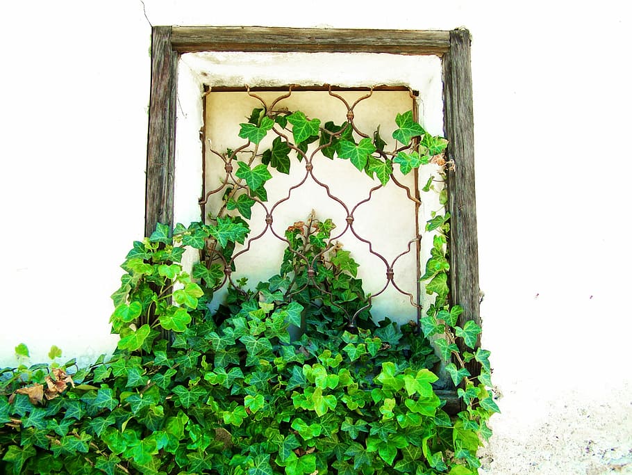 Old, Window, Grilles, Amber, old window, green color, plant HD wallpaper