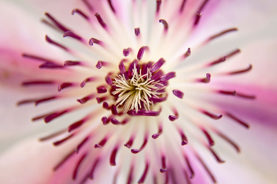 purple and white flower, clematis, blossom, bloom, close, pink HD wallpaper