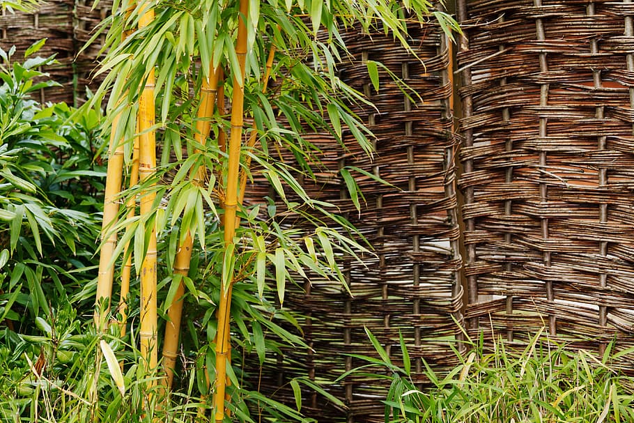 Background, Bamboo, Botanical, Branch, garden, green, leaves HD wallpaper
