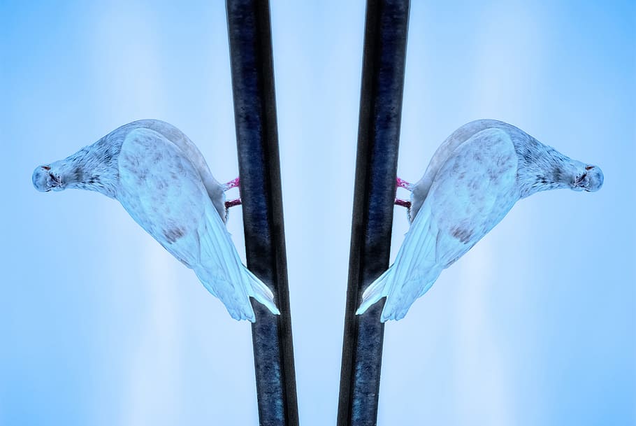Background, Mirror, Reflection, optical illusion, bird, dove HD wallpaper