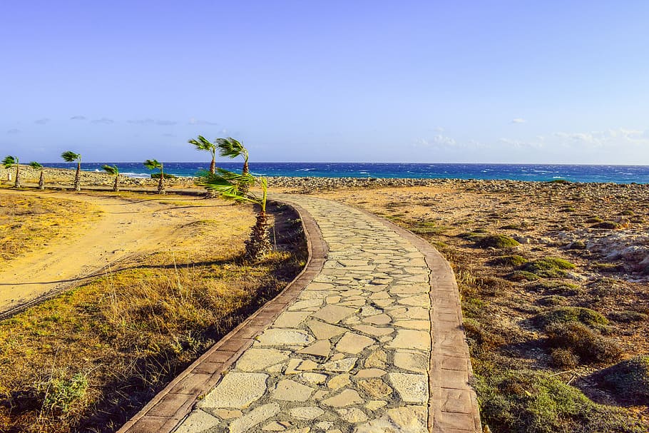 path, dirt road, landscape, coastal path, palm trees, horizon HD wallpaper