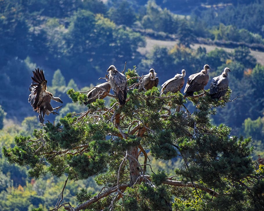 flock of birds on tree trunk, vulture, raptor, scavenger, perched HD wallpaper