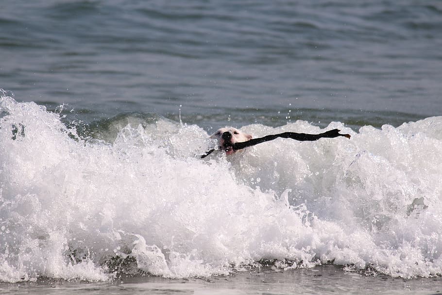 dog, sea, wave, batons, cape town, south africa, surf, wet HD wallpaper