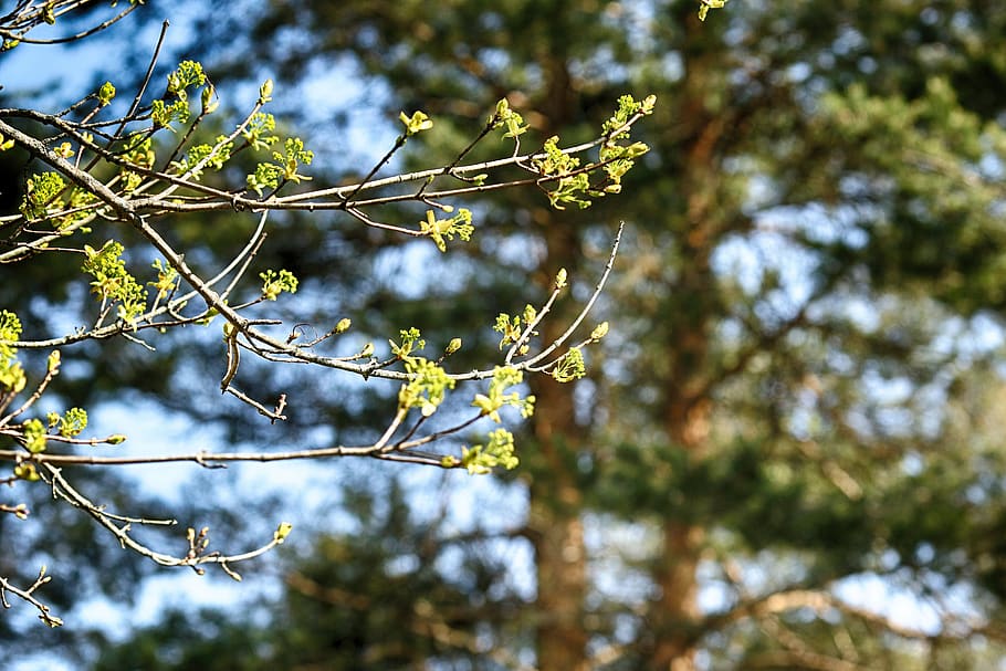 tree, nature, leaf, spring, green, plant, branch, focus on foreground HD wallpaper