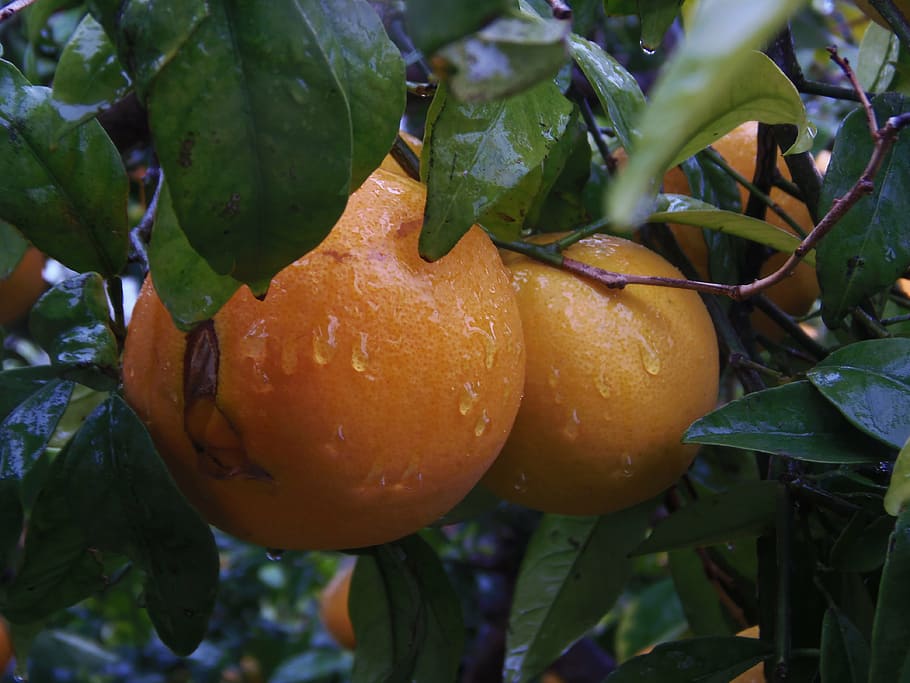 naranjo, orange, fruit, rain, field, sweet, food, moisture HD wallpaper