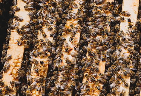 honey bees making honey comb, Bee, Hive, Insect, Beehive, Beekeeping HD wallpaper