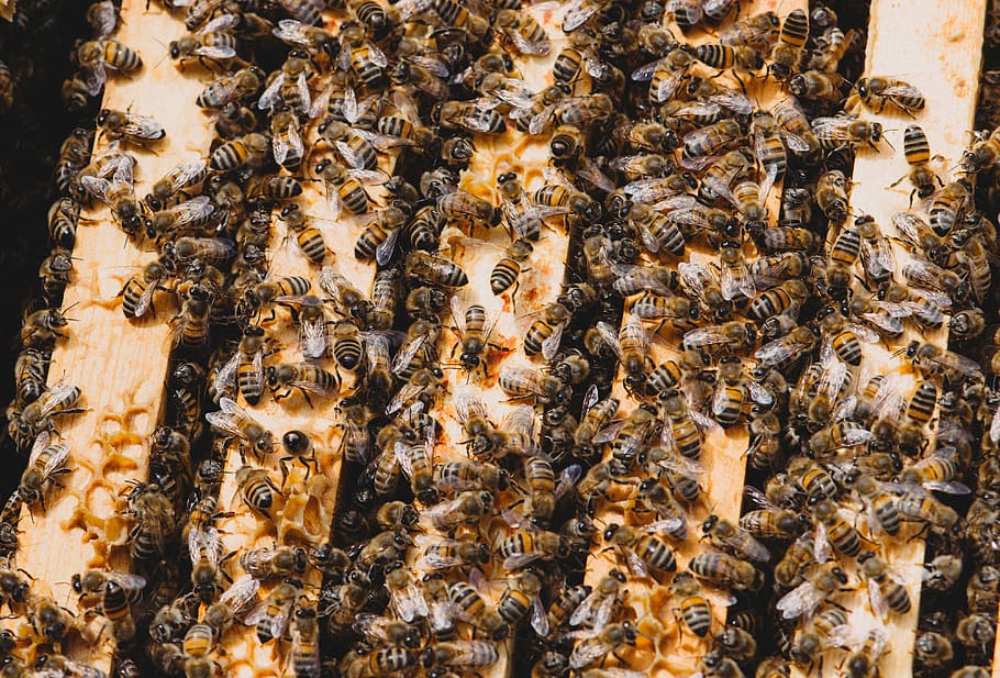 honey bees making honey comb, Bee, Hive, Insect, Beehive, Beekeeping, HD wallpaper