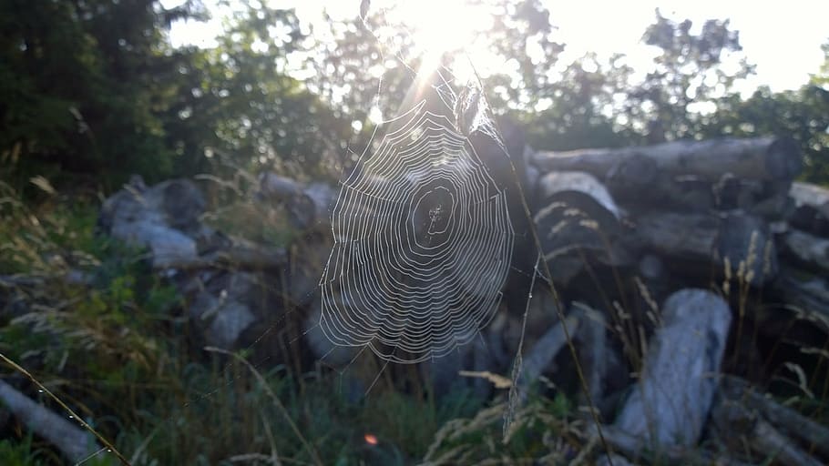 spider, web, sun, nature, spider Web, tree, plant, forest, animal HD wallpaper