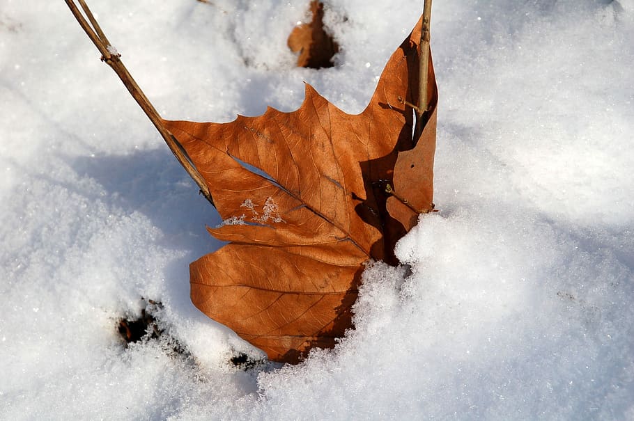 snow, winter, cold, sheet, caught, covered, frost, cold temperature HD wallpaper