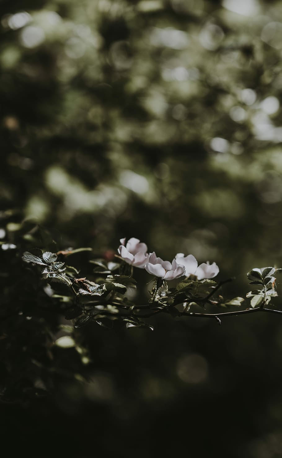 shallow focus photography of white petal flowers, selective focus photography of white petaled flower HD wallpaper