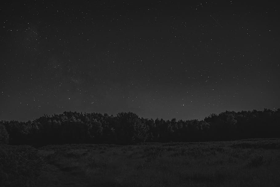 grayscale photo of forest, trees under starry night, sky, silhouette HD wallpaper