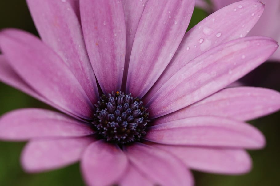 Pink, Purple, Flower, Plant, Nature, flowers, green, pink flower HD wallpaper