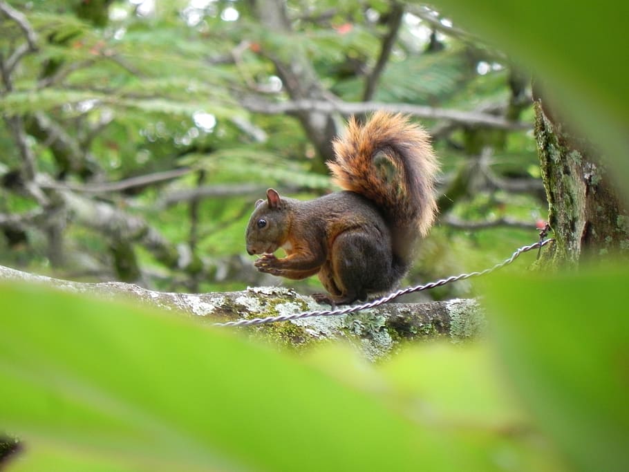 animals, squirrel, tree, animal themes, mammal, animal wildlife HD wallpaper