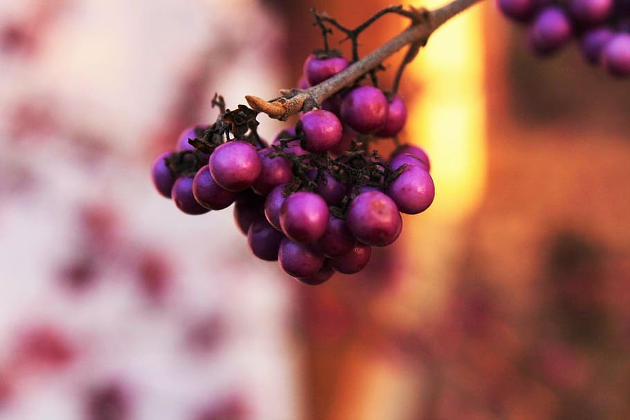wild berries, fruit, red, sun, evening, autumn, nature, branch HD wallpaper