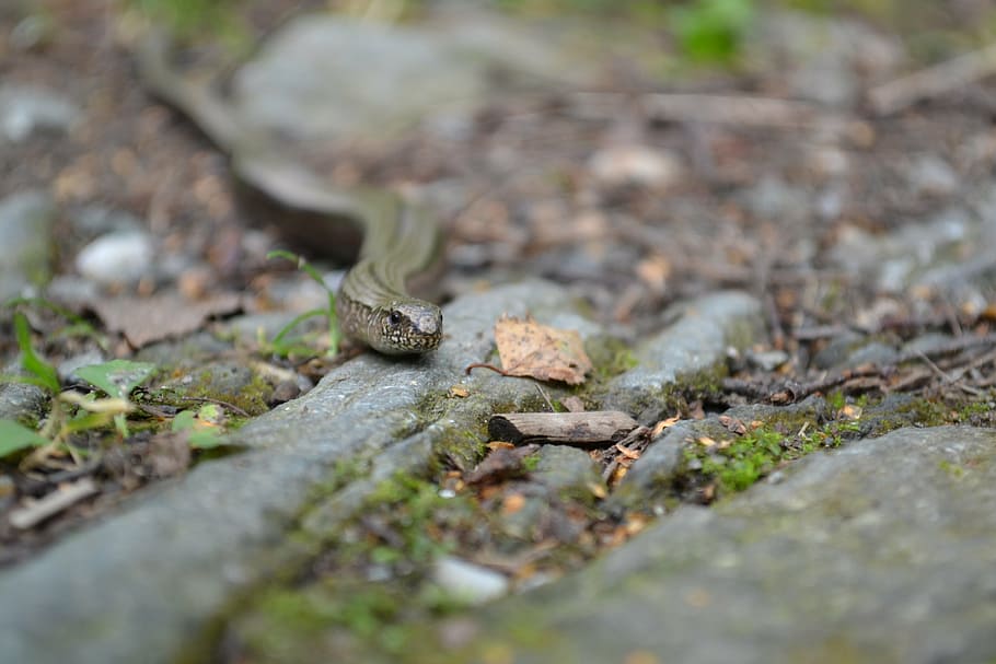 snake, path, forest, stones, nature, selective focus, animal HD wallpaper