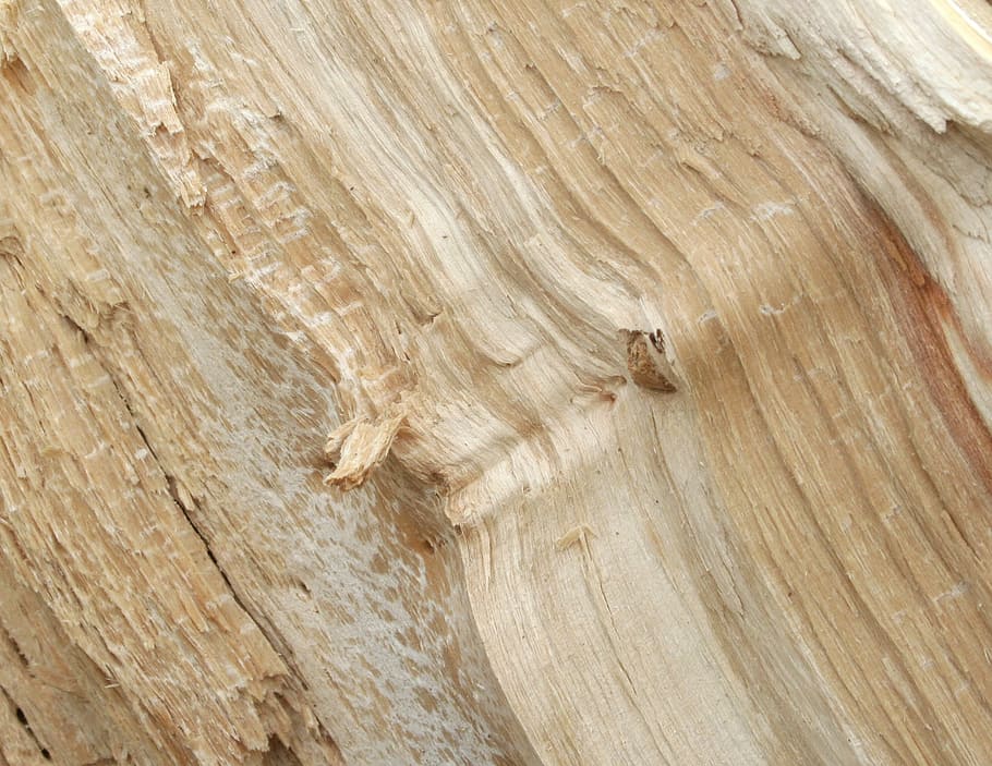 Tree, Texture, Wood, Background, the background, nature, forest HD wallpaper