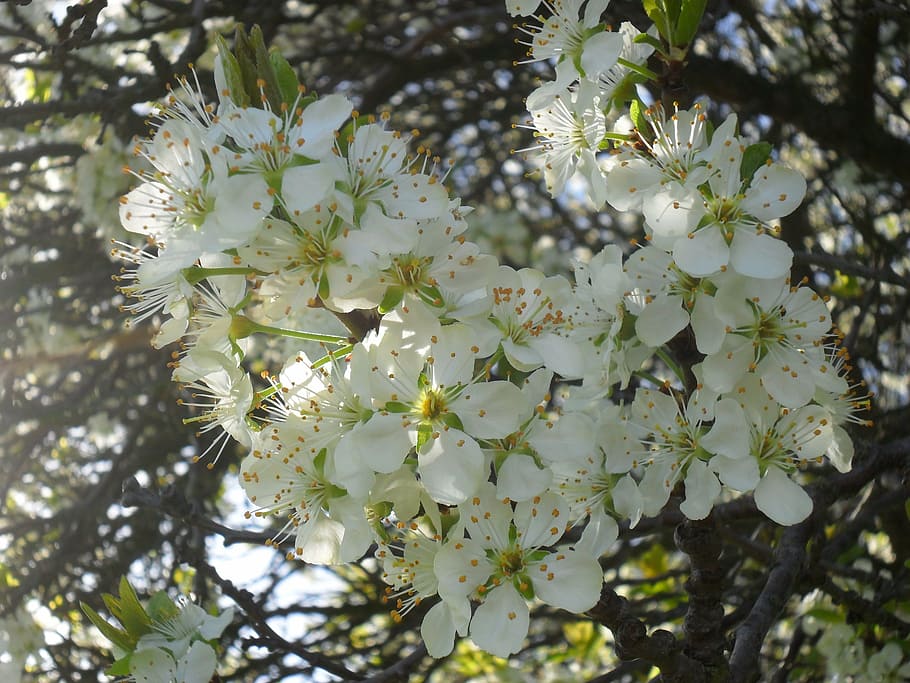 Spring sunshine. Соцветие вишни. Цветущая вишня. Вишневое дерево в цвету. Букет цветущей вишни картинки.