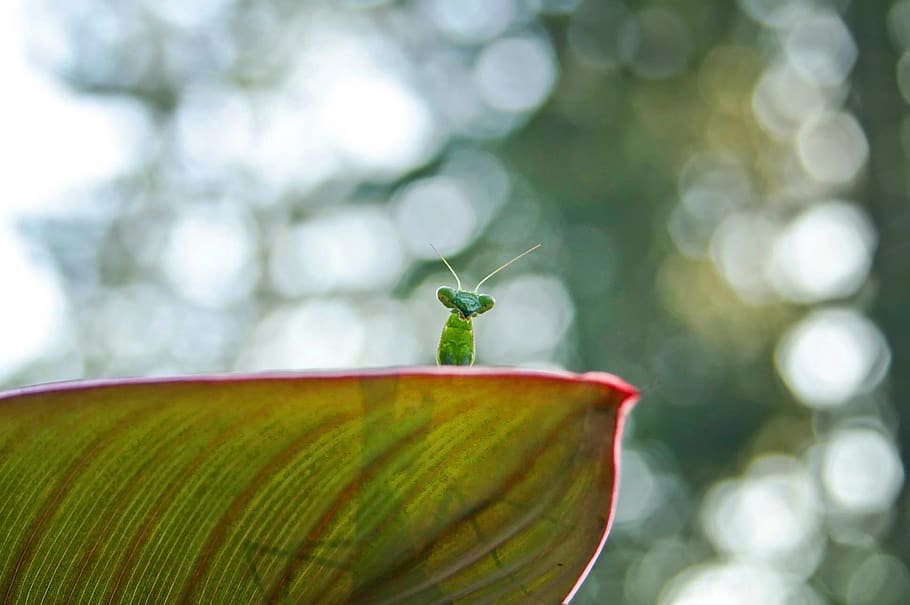 nature, desktop, praying mantis, blur, summer, bug, bokeh, close-up HD wallpaper