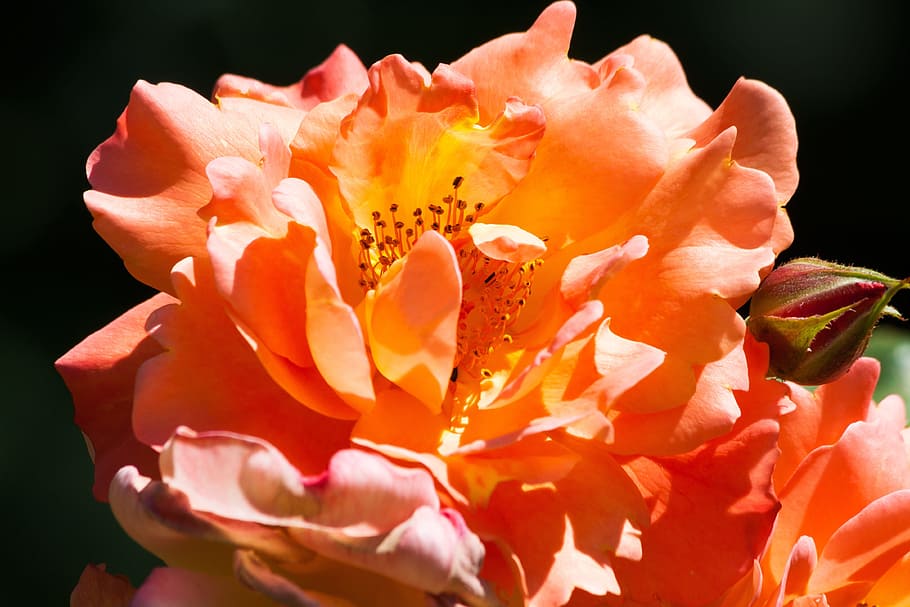 closeup photo of orange petaled flower, rose, pink, composites HD wallpaper