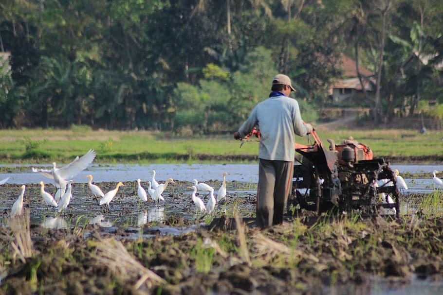 village, binangun, cilacap, one person, plant, vertebrate, mammal HD wallpaper