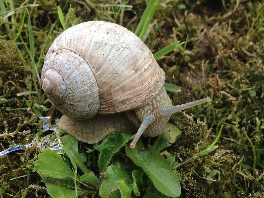 snail, home, slowly, leaf, be worn, feel, animal themes, shell HD wallpaper