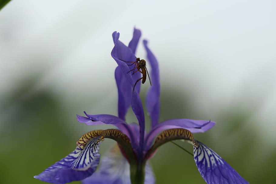 flower, iris, garden, blue, flowering plant, purple, petal HD wallpaper
