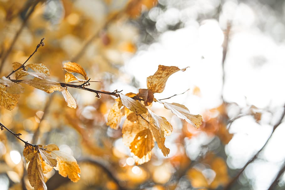 backlight, backlit, leaf, nature, sun, sunny, yellow, spring HD wallpaper