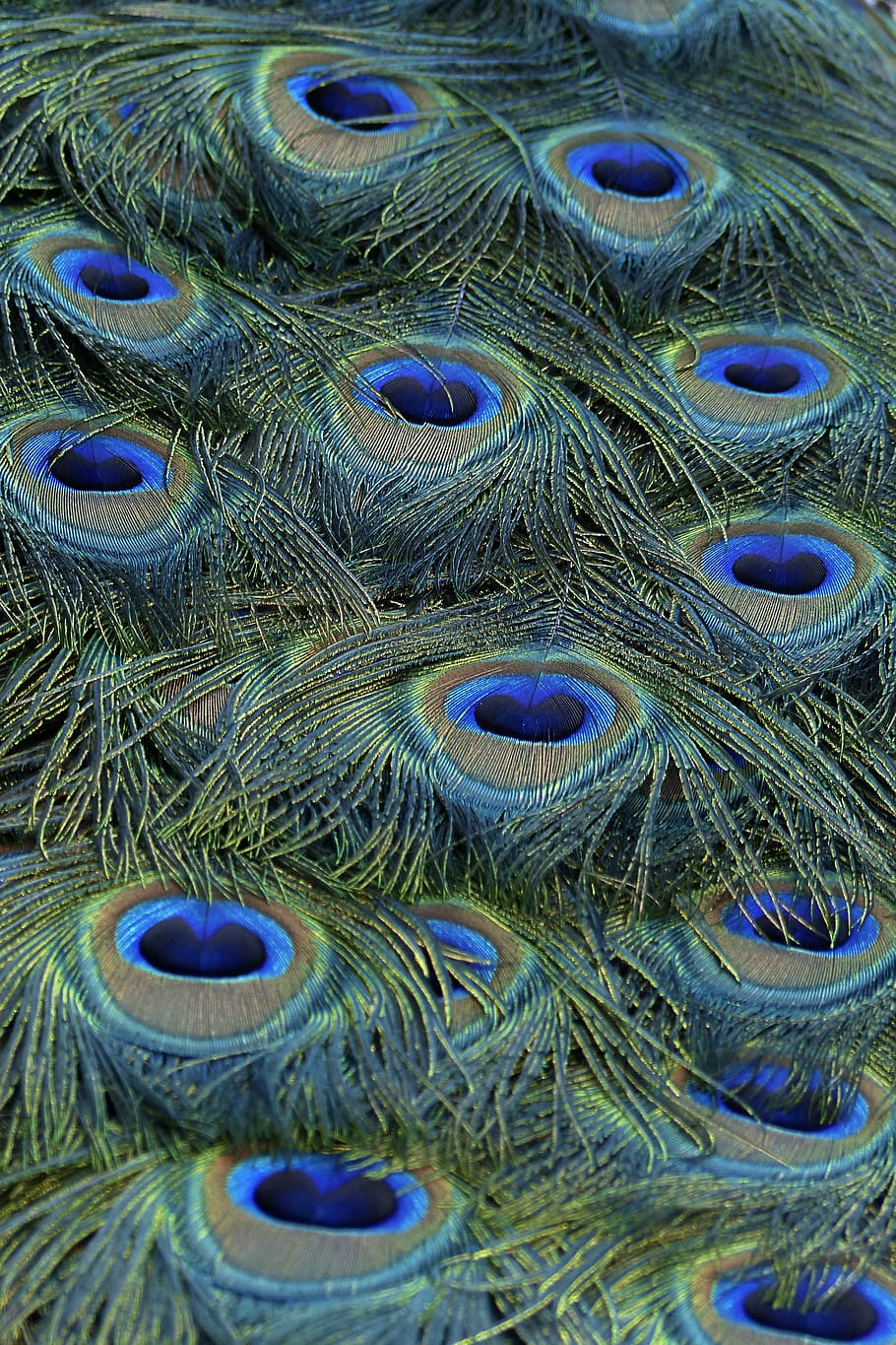 Peacock feather, feathers, blue, bird, nature, colorful, pattern HD wallpaper