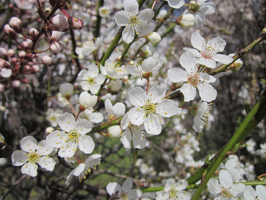 shrub, blooming, blossoms, tree, botany, flora, plant, nature HD wallpaper
