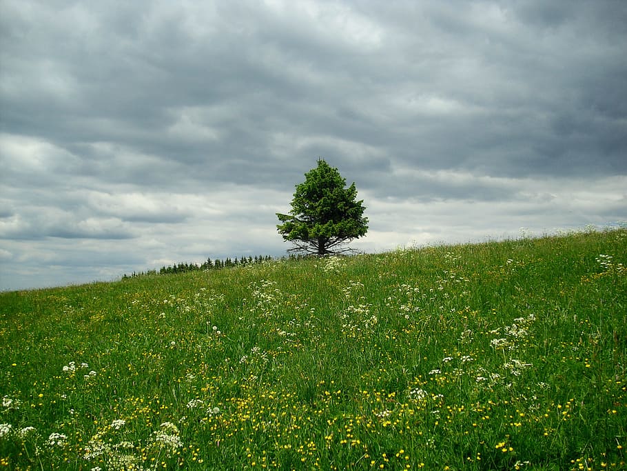 tree in the middle of grass field, landscape, flower meadow, trees, HD wallpaper
