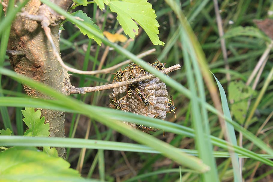Wasp, Tree, Nest, Insects, Animal, Hive, natural, summer, sting HD wallpaper