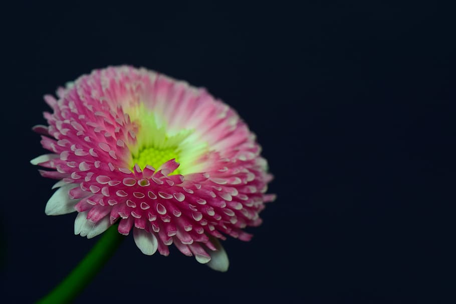 daisy, pink, close, beautiful, flower, blossom, bloom, filigree HD wallpaper