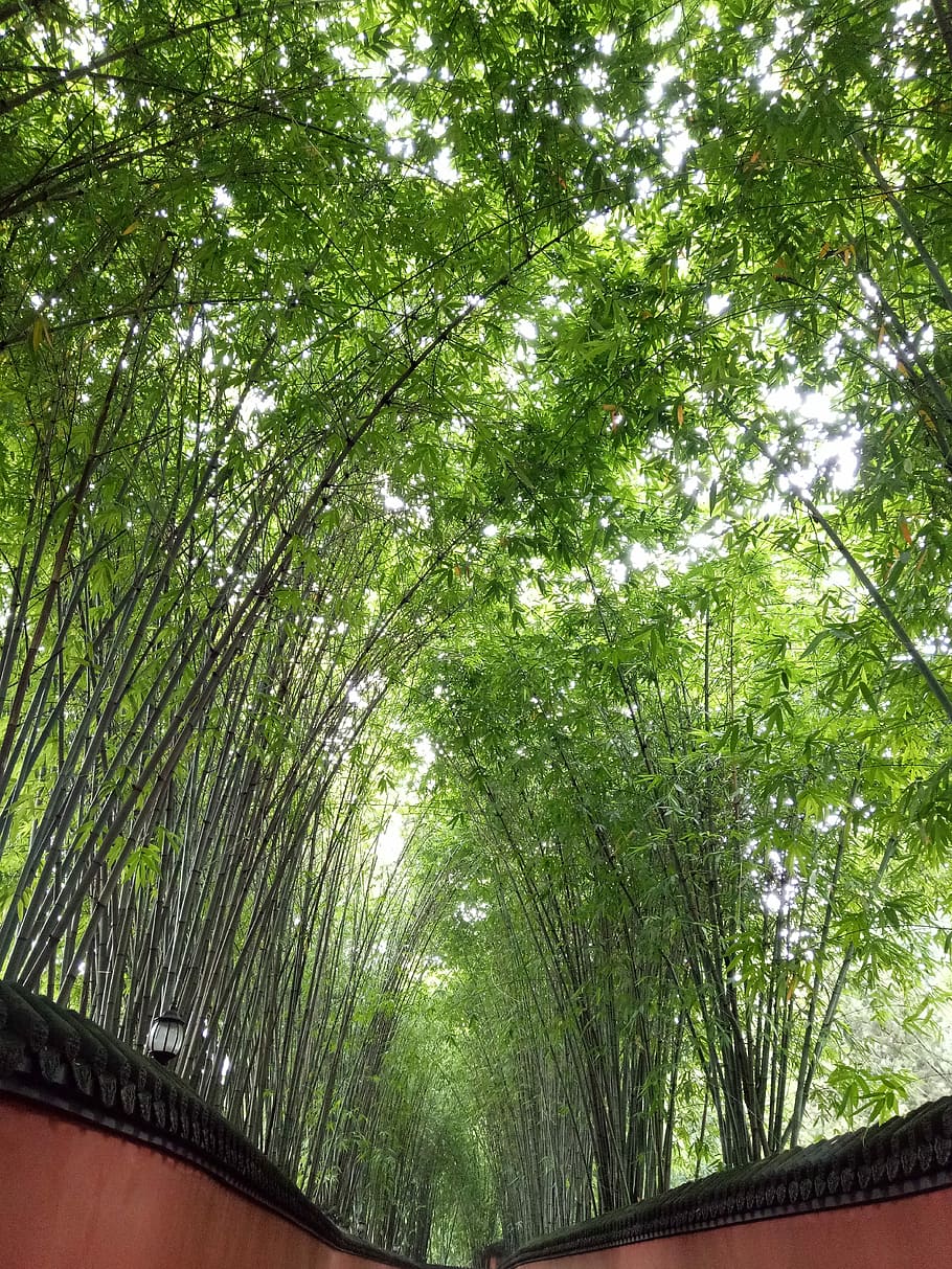 Bamboo, Jin-Li, green, tree, green color, nature, growth, low angle view HD wallpaper