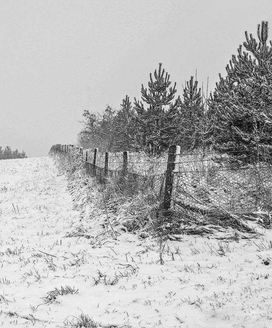 landscape, snow, trees, cold, winter, nature, plant, cold temperature HD wallpaper