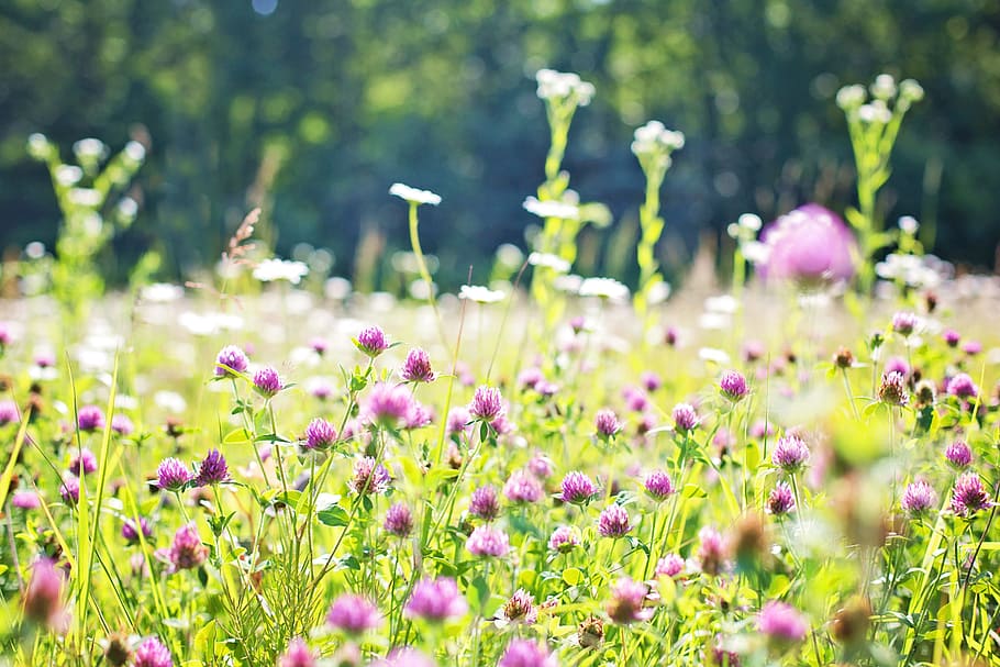 purple petaled flowers, wildflowers, meadow, tall grass, nature, HD wallpaper