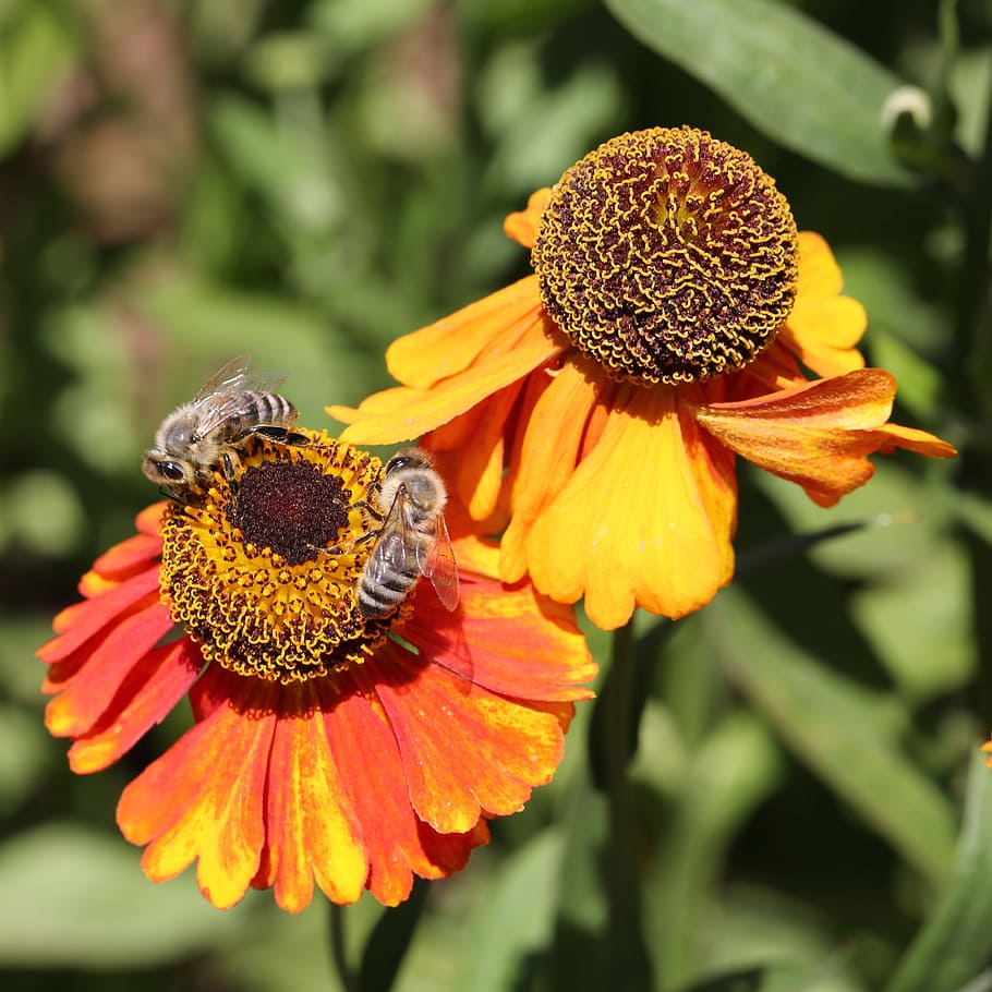 bee, blossom, bloom, collect, pollen, plant, macro, insect HD wallpaper