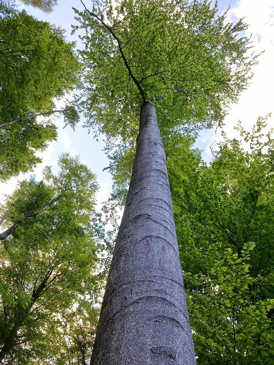 Forest, Tree, Spring, Sprout, Grow, grey, light green, awakening HD wallpaper