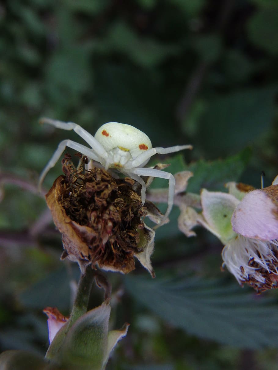 insect, spider, nature, plant, close-up, fragility, vulnerability HD wallpaper