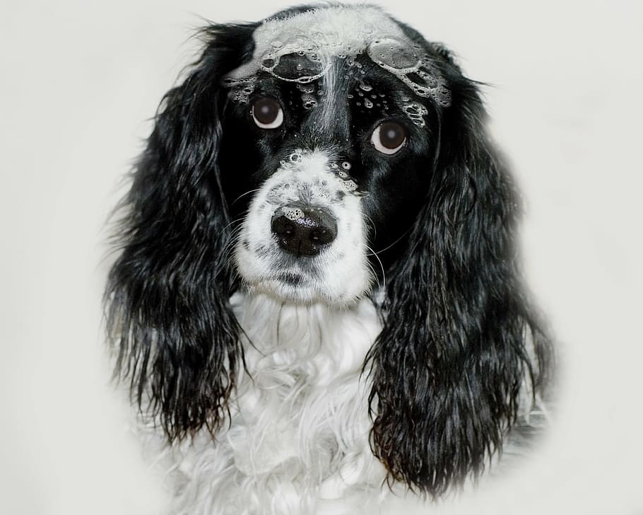 close-up photo of black and white Cavalier King Charles, english springer spaniel