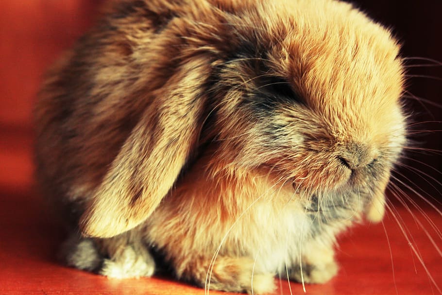 rabbit, animal, fur, cuddly, rodent, ears, fluffy, beautiful HD wallpaper