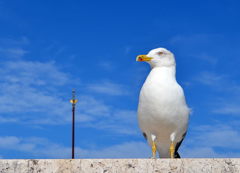 rome, summer, seagull, bird, animal themes, vertebrate, one animal HD wallpaper