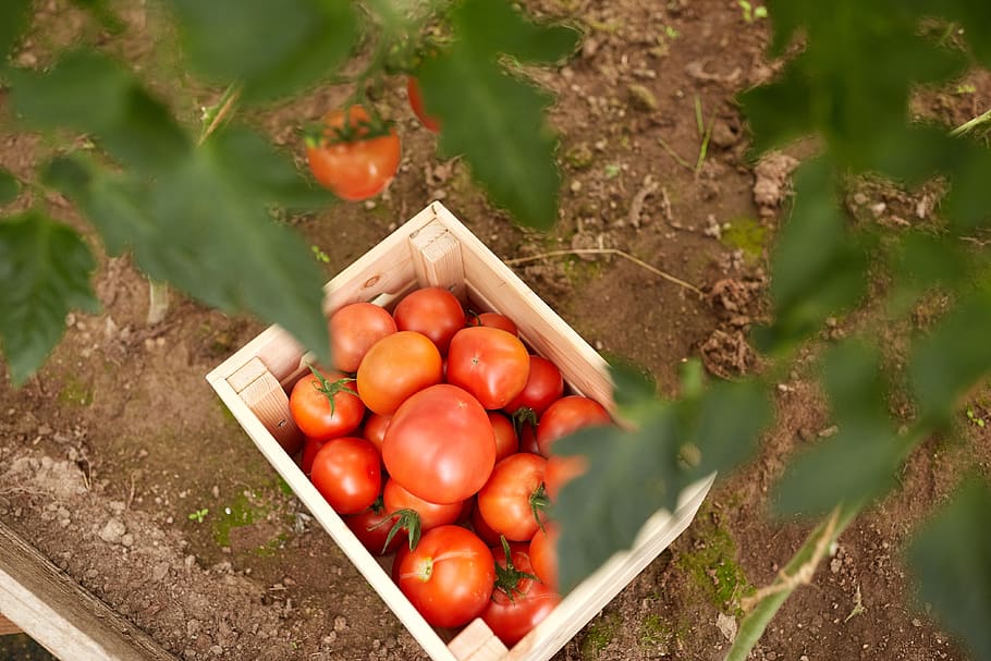 food, fruit, leaf, vegetable, freshness, food and drink, tomato HD wallpaper